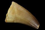 Mosasaur (Prognathodon) Tooth - Morocco #118905-1